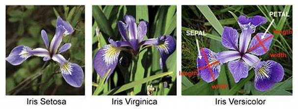 iris_dataset